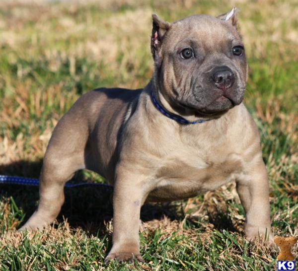 pit bull research paper Essays research papers - pitbulls title length color rating : essay on breed-specific legislation - breed-specific legislation breed-specific legislation is the banning or restriction of dogs considered “dangerous” breeds, such as pit bull breeds, in order to stop dog attacks. pit bull research paper Essays research papers - pitbulls title length color rating : essay on breed-specific legislation - breed-specific legislation breed-specific legislation is the banning or restriction of dogs considered “dangerous” breeds, such as pit bull breeds, in order to stop dog attacks.